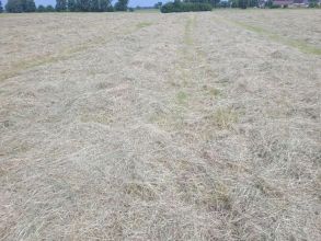 Sprzedam siano 120x120 2025r/Słoma ze stodoły