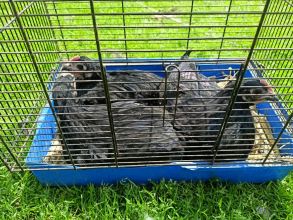 Sprzedam koguty australorp