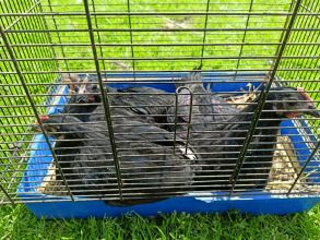 Sprzedam koguty australorp