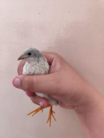 Jaja lęgowe od przepiórek chińskich