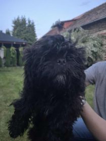 Shih tzu