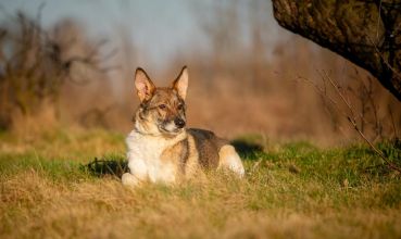 Czesmir - wpatrzony w człowieka, łagodny, kochany psiak...