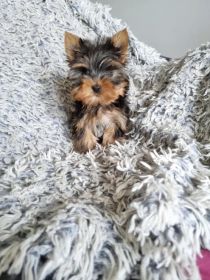 Yorkshire Terrier