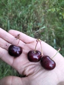 Czeresnie