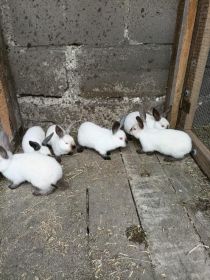 Sprzedam króliki kalifornijskie