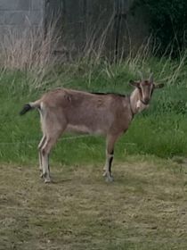 Szukam nowego domu. Mam 2 lata. Jestem bez kolczyka