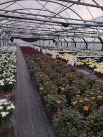 Sprzedaż chryzantem