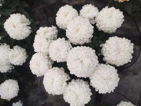 Sprzedaż chryzantem