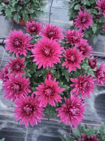 Sprzedaż chryzantem