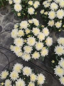 Sprzedaż chryzantem