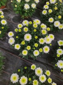 Sprzedaż chryzantem