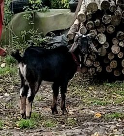 Sprzedam koziołka anglonubijskiego