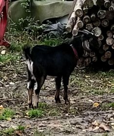 Sprzedam koziołka anglonubijskiego