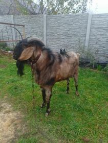 Sprzedam koziołka anglonubijskiego