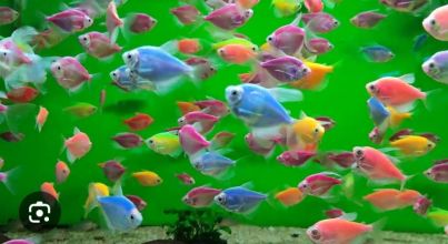 Rybki akwariowe
