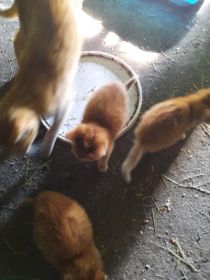 Mam do oddania koty za karme