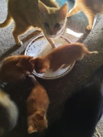 Mam do oddania koty za karme