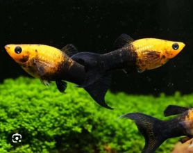 Rybki akwariowe