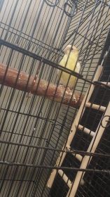 Sprzedam papugę z klatką