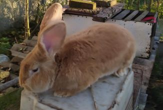 Sprzedam samca rocznego