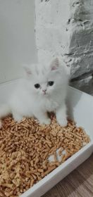 Oddam kotkę perska za koszty utrzymiania