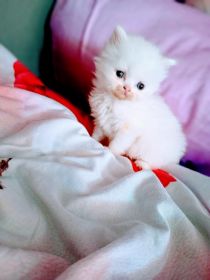 Oddam kotkę perska za koszty utrzymiania