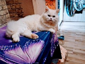 Oddam kotkę perska za koszty utrzymiania