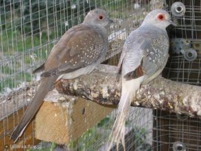 Zeberki Gołąbki Diamentowe