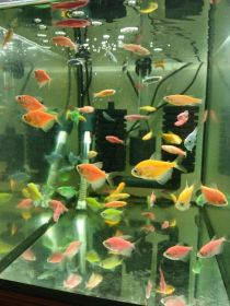 Rybki akwariowe