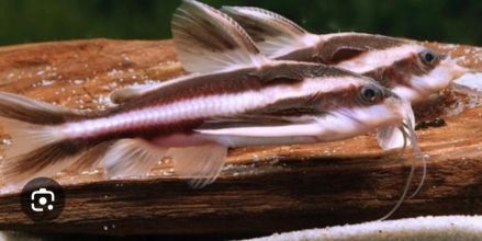 Rybki akwariowe sumy liniowe