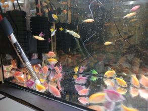 Rybki akwariowe sumy liniowe