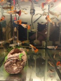 Rybki akwariowe sumy liniowe