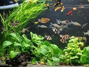 Rybki akwariowe sumy liniowe