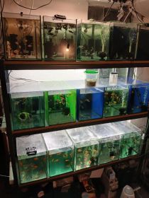 Rybki akwariowe sumy liniowe