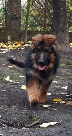 Suczka owczarek niemiecki długowłosy