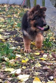 Suczka owczarek niemiecki długowłosy