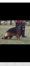 Suczka owczarek niemiecki długowłosy