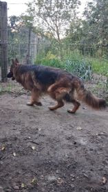 Suczka owczarek niemiecki długowłosy