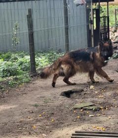 Suczka owczarek niemiecki długowłosy