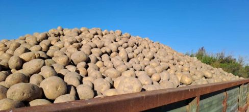 Sprzedam ziemniaki jak idą z kombajnu