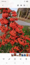 Szukam sadzonkę: ognik szkarlatny