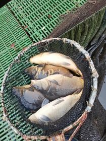 żywe ryby kar, jesiotr.