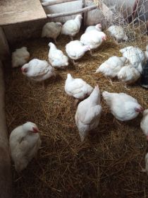 Kurczaki brojlery, koguty, kaczki