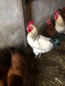 Kurczaki brojlery, koguty, kaczki