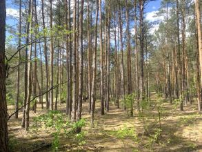 Nowa cena - działka z lasem na sprzedaż Międzylesie k....