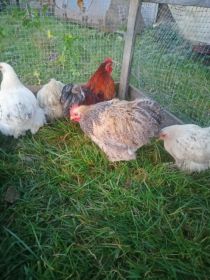 Sprzedam kochiny miniaturki