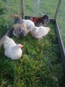 Sprzedam kochiny miniaturki