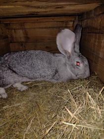 Sprzedam samicę olbrzym belgijski szynszylowaty