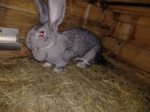 Sprzedam samicę olbrzym belgijski szynszylowaty