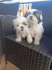 Pieski szukają nowego domu